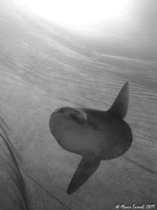 Moonfish in the net...B/W....(Mola mola) by Marco Faimali 